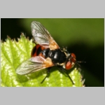 Gymnosoma sp - Raupenfliege 02.jpg